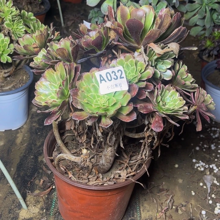 032粉墨多肉法师瑕疵处理不包断枝