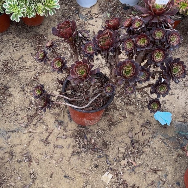 江****姐335红铜多肉法师瑕疵有断处理不包断枝