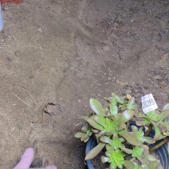 0299圣诞节多肉法师瑕疵有断处理不包损