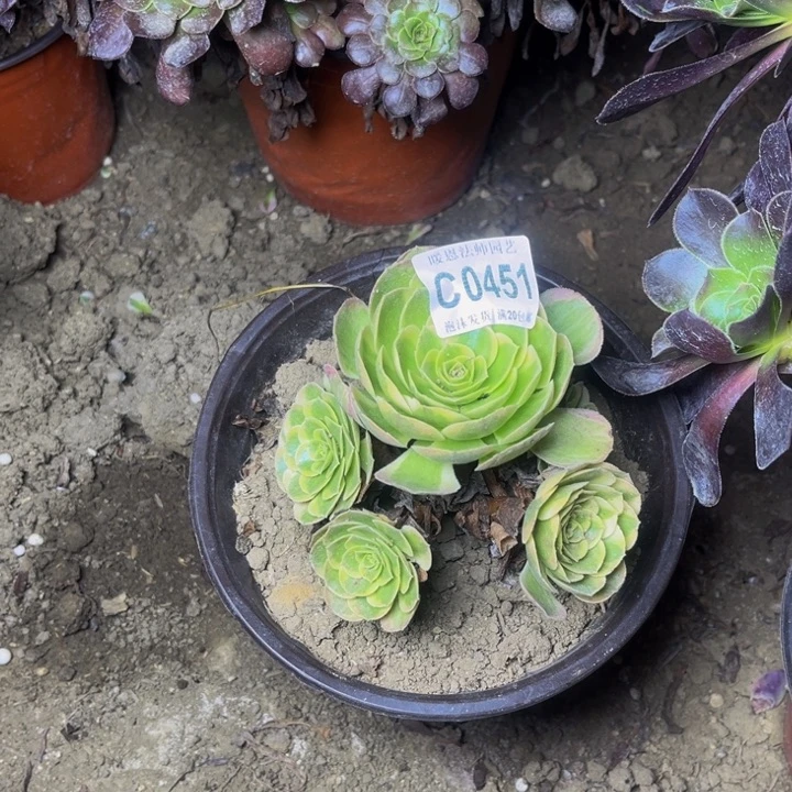 0451奶白多肉法师瑕疵处理不包损