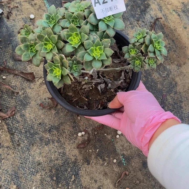 212艳日辉多肉法师瑕疵有断处理不包断枝