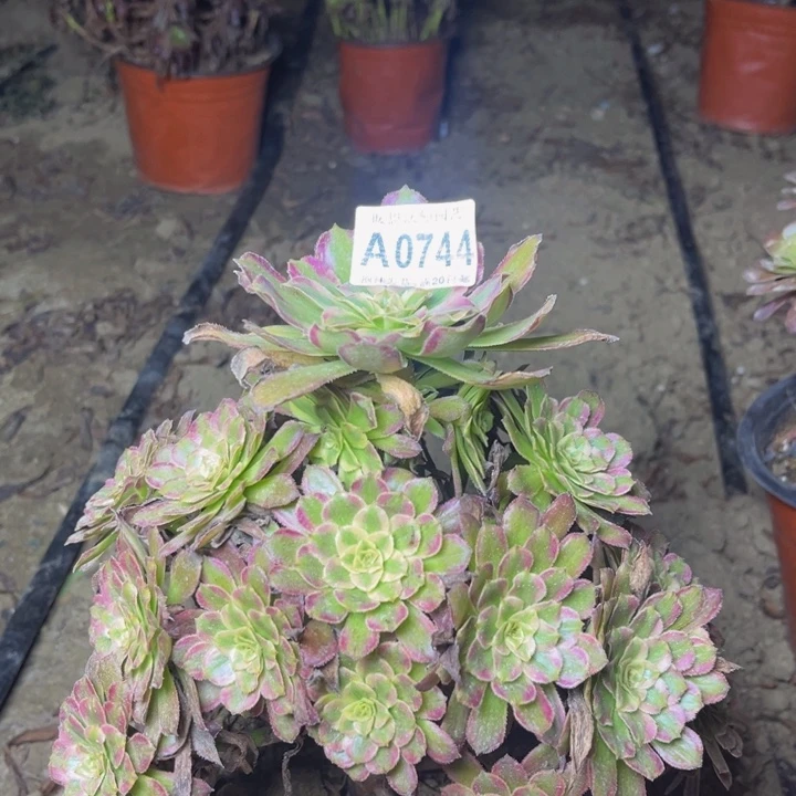 0744红腹轮多肉法师瑕疵处理，不包损