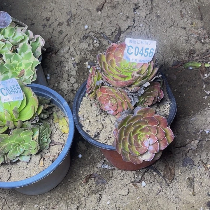 0456 多肉法师瑕疵处理不包损