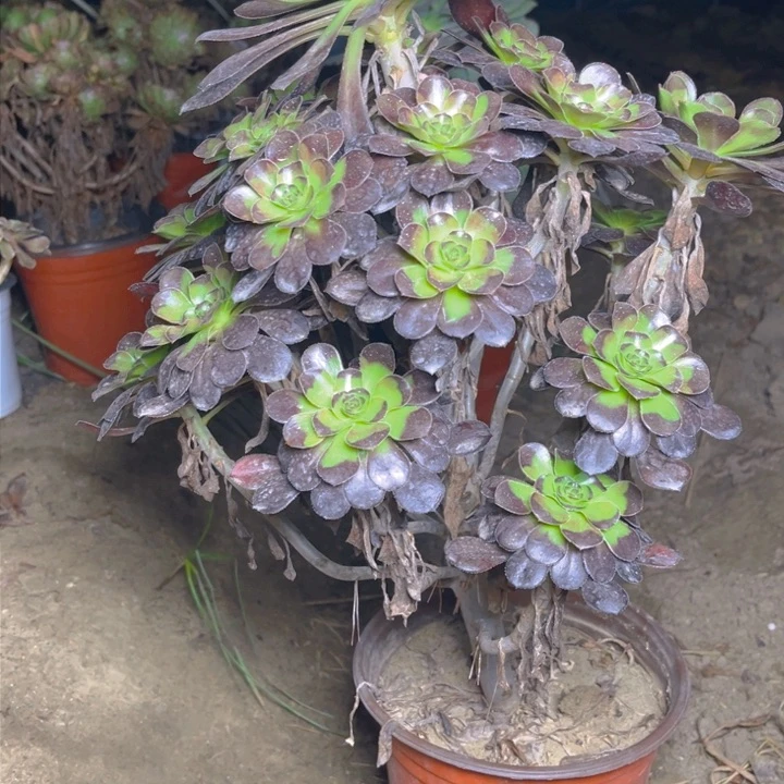 0340红酒圆叶多肉法师瑕疵有断处理不包损