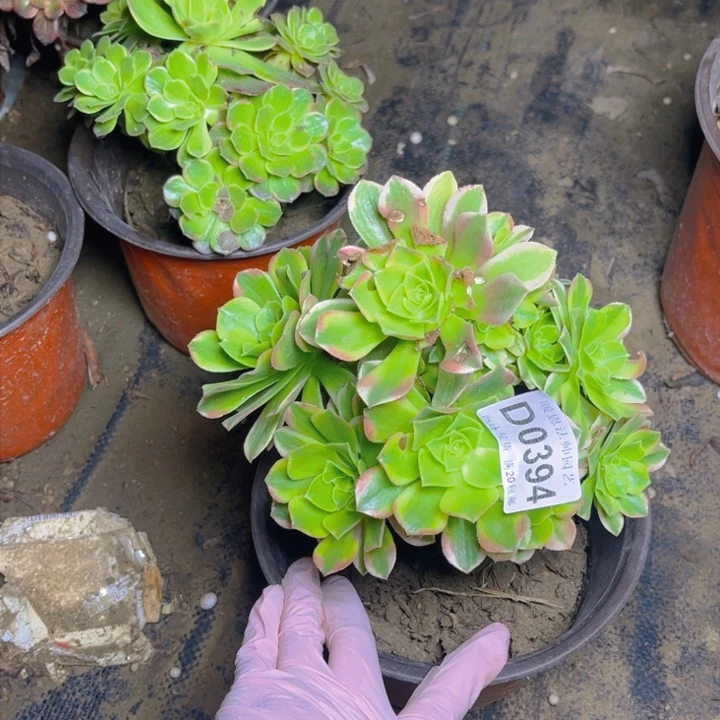 0394辛尼亚多肉法师瑕疵有断处理不包损