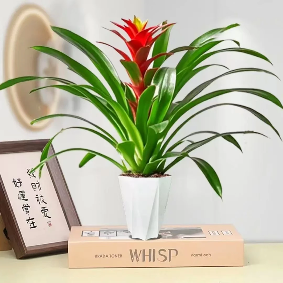 一株苗年宵花鸿运当头大红星红色室内桌面绿植可四季开花凤梨鲜艳