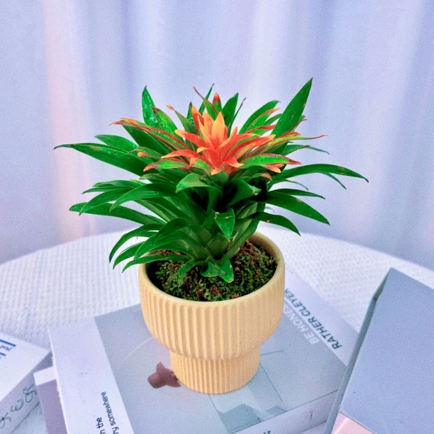 鸿运当头盆栽室内植物新中式桌面摆件凤梨盆景防辐射电脑宝贝绿植