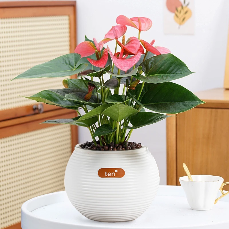 粉掌盆栽水培土培植物室内好养绿植花卉四季常青红掌懒人好养易活