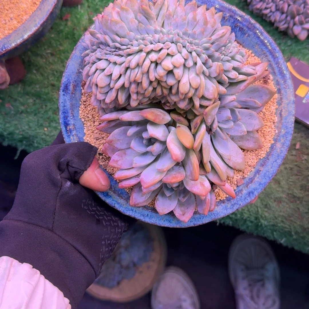 星影橙梦露缀化多肉