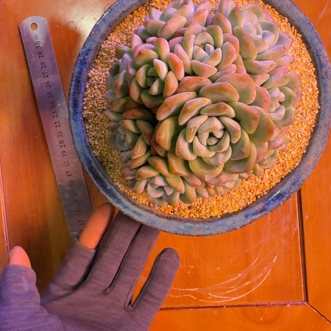 冰玉无砍老桩多肉