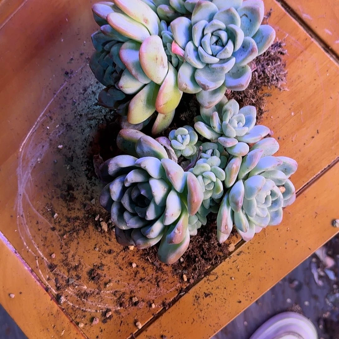 我**育冰玉无砍多肉群生