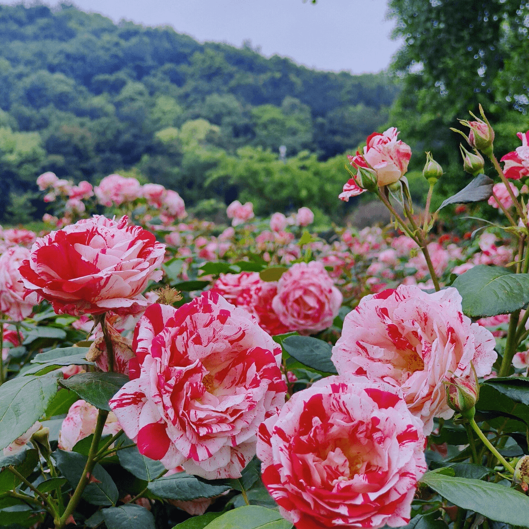 （婚礼花束）月季花耐寒耐热好养易活庭院花坛露台藤本垂吊花卉