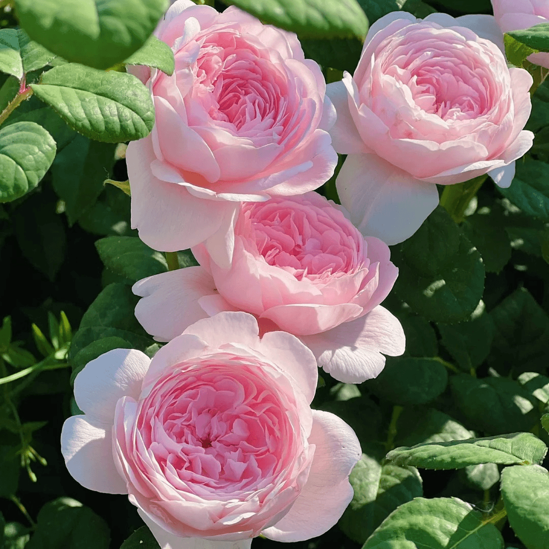 （瑞典女王）修剪版耐寒耐热好养易活庭院花坛露台藤本垂吊花卉