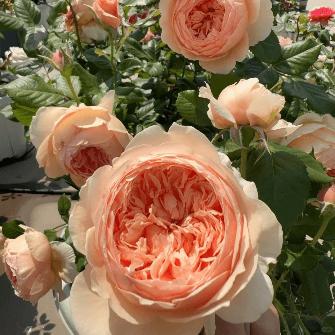 （真宙）月季花耐寒耐热修剪发货