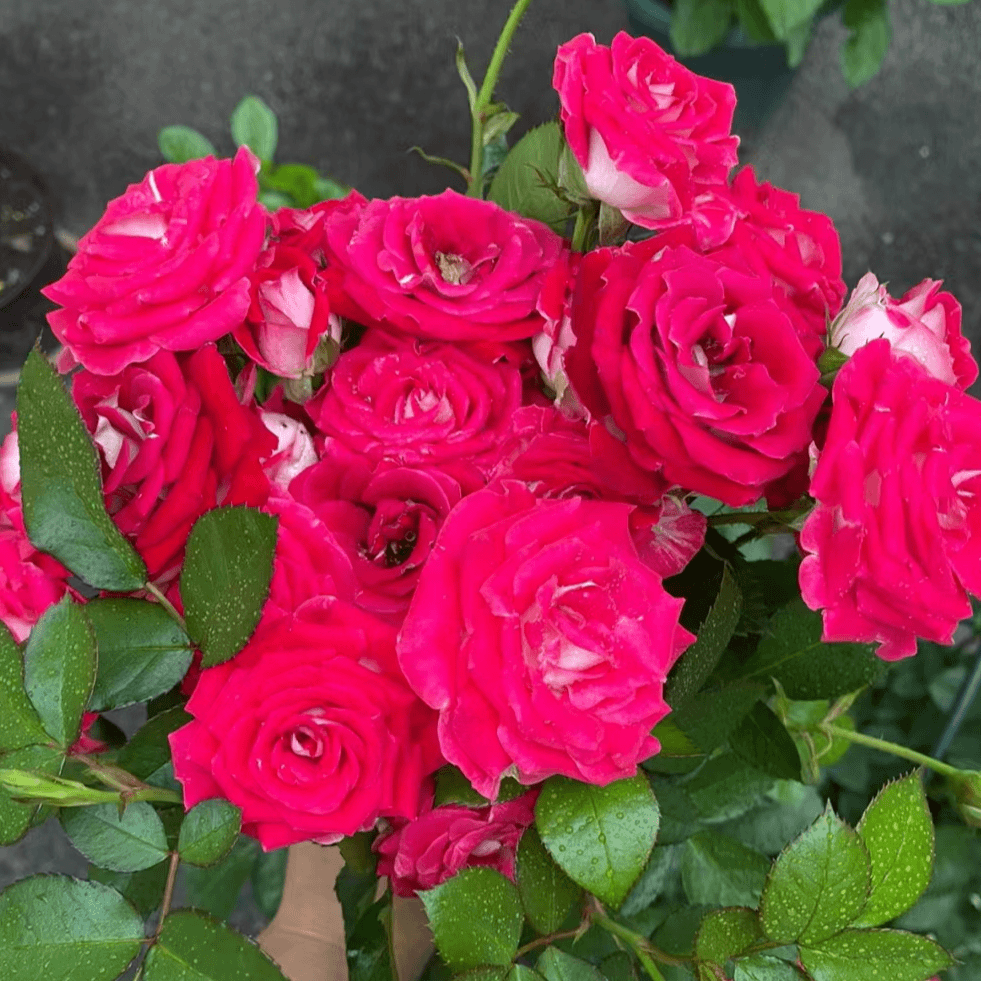 （红宝石宾）月季花耐寒耐热好养易活庭院花坛露台藤本垂吊花卉