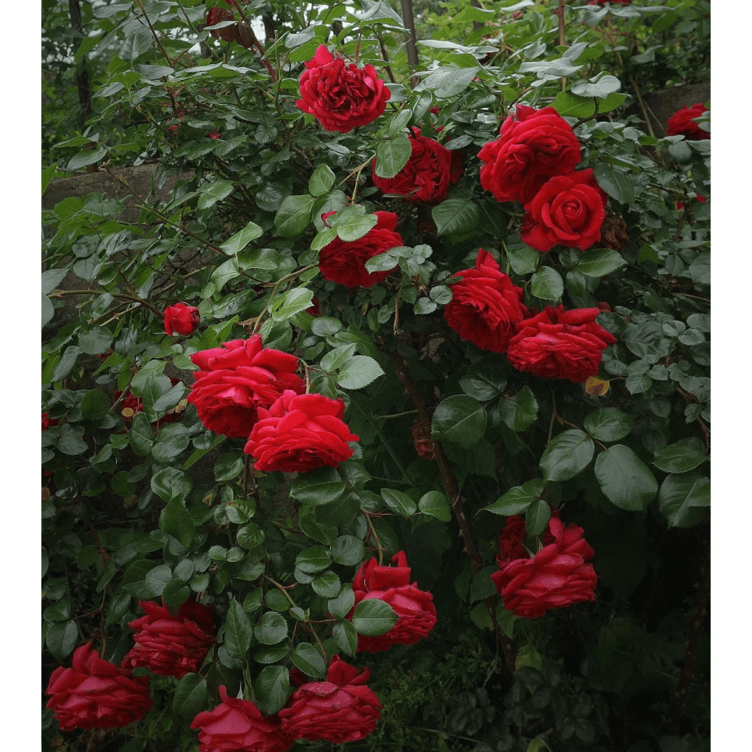 （玫瑰国度天使）月季花耐寒耐热好养易活庭院花坛露台藤本垂吊花卉