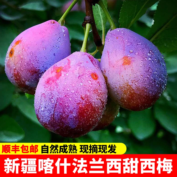 【尝鲜装】新疆喀什伽师法兰西甜西梅新鲜水果2斤