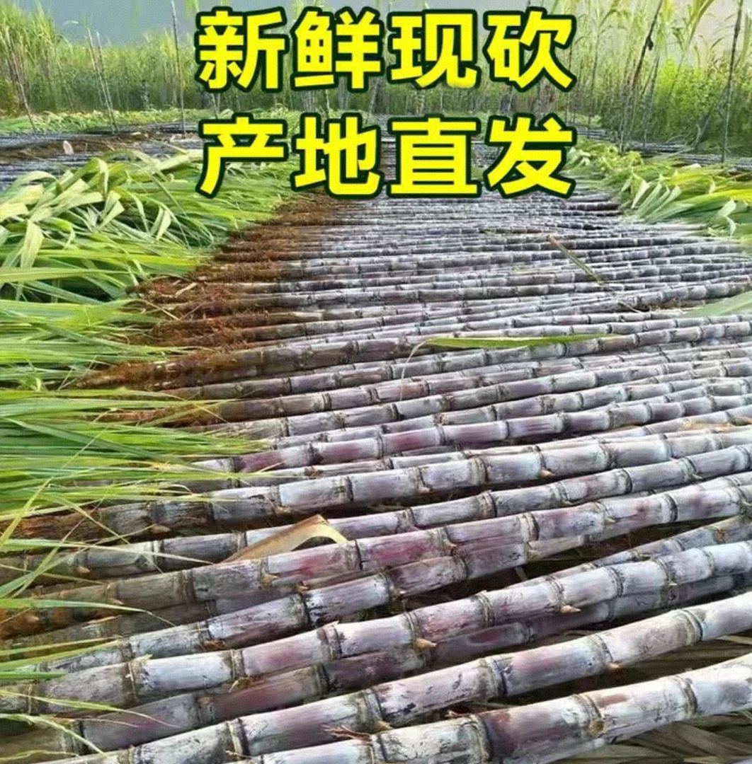 【看蔗里】广西黑皮水果甘蔗 脆甜多汁【中段】