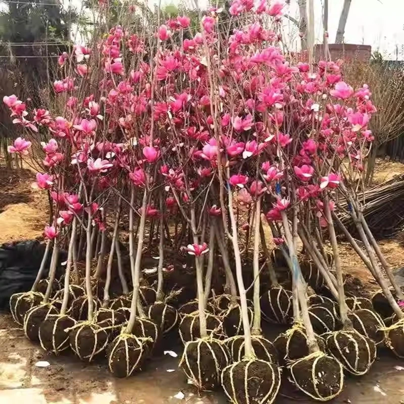玉兰花树苗带花苞紫玉兰矮化盆栽南北方种植庭院四季花卉耐寒植物