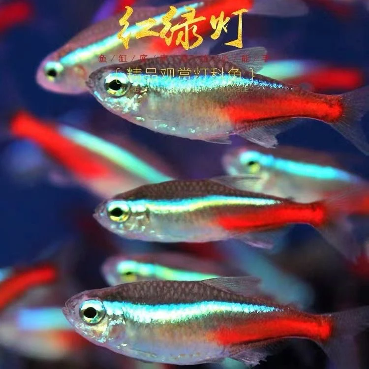 红绿灯鱼活体小型灯科鱼热带观赏鱼草缸群游鱼红绿灯鱼热带鱼宠物
