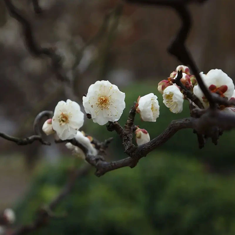 开播宠粉 多年生龙游梅花 盆栽庭院种植浓香型龙游梅带土发货
