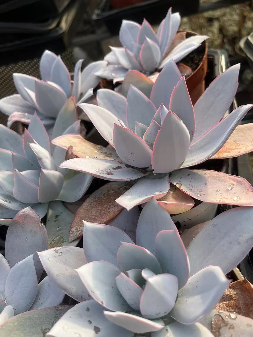 501-600云南多肉基地直发一物一拍满18包邮11月9日