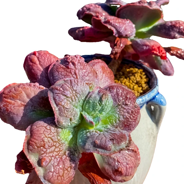 1301-1400云南多肉大全多肉满18包邮1月15日