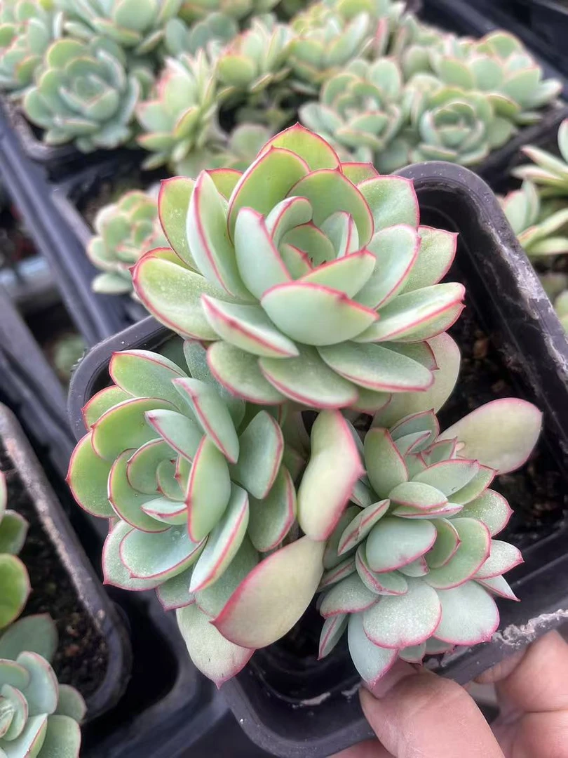 12月13日1001-1100云南大全多肉基地直发一物一拍满18包邮