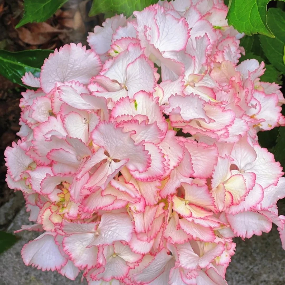 江悦花园鸡尾酒绣球花基地直发