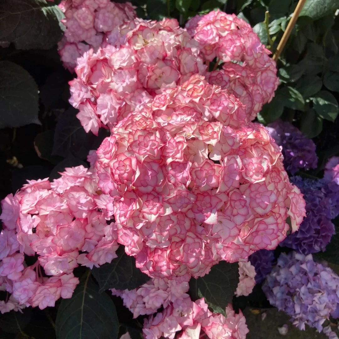 江悦花园纱织小姐绣球花基地直发