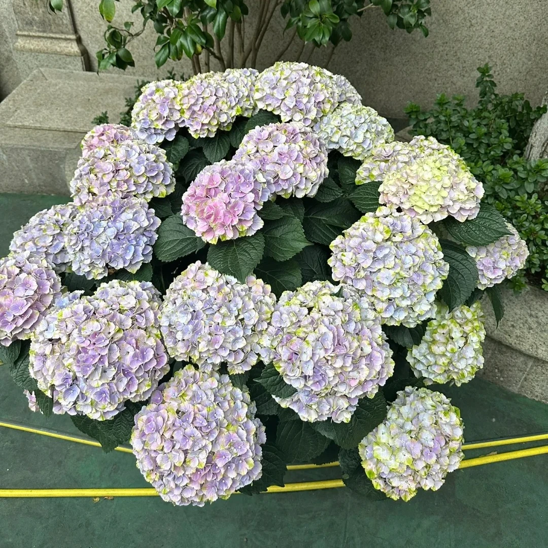 江悦花园魔幻粉韵绣球花基地直发