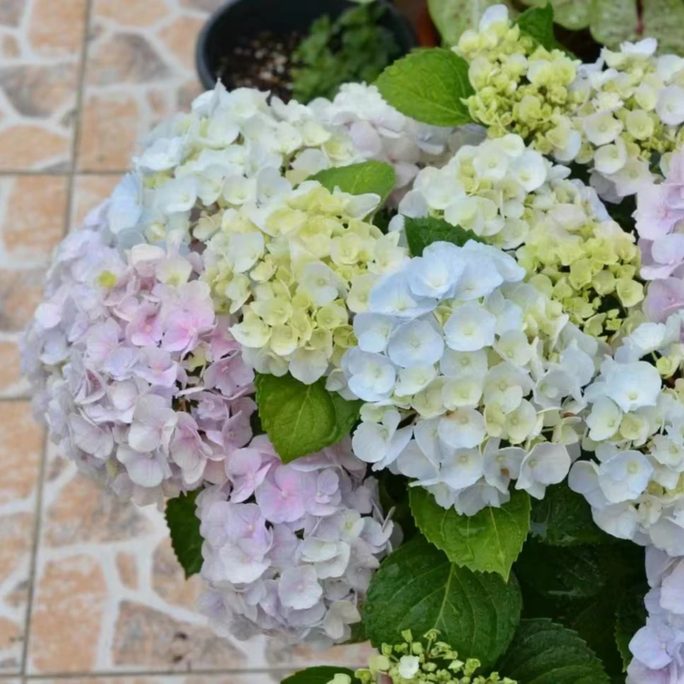 江悦花园火烈鸟绣球花基地直发