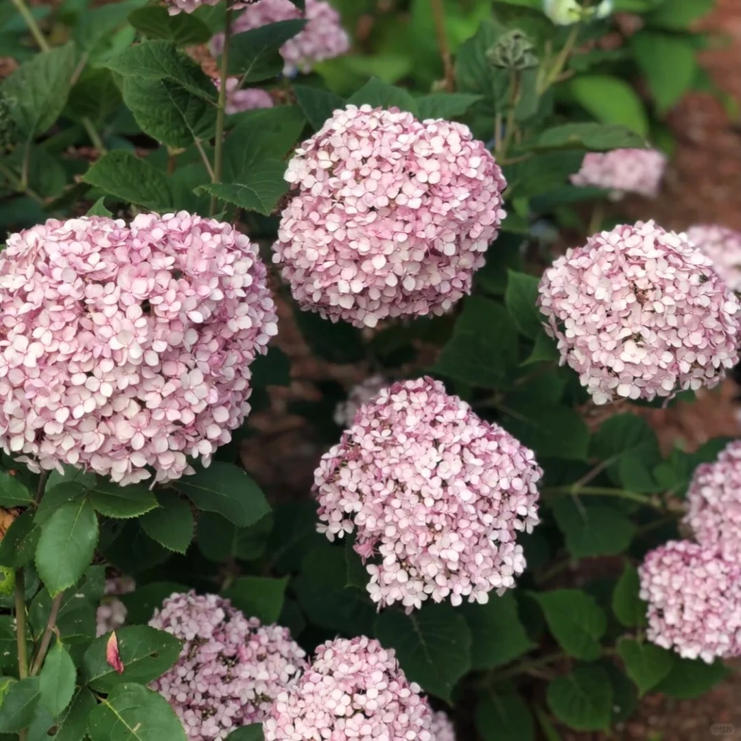 江悦花园超级无敌粉贝绣球花基地直发