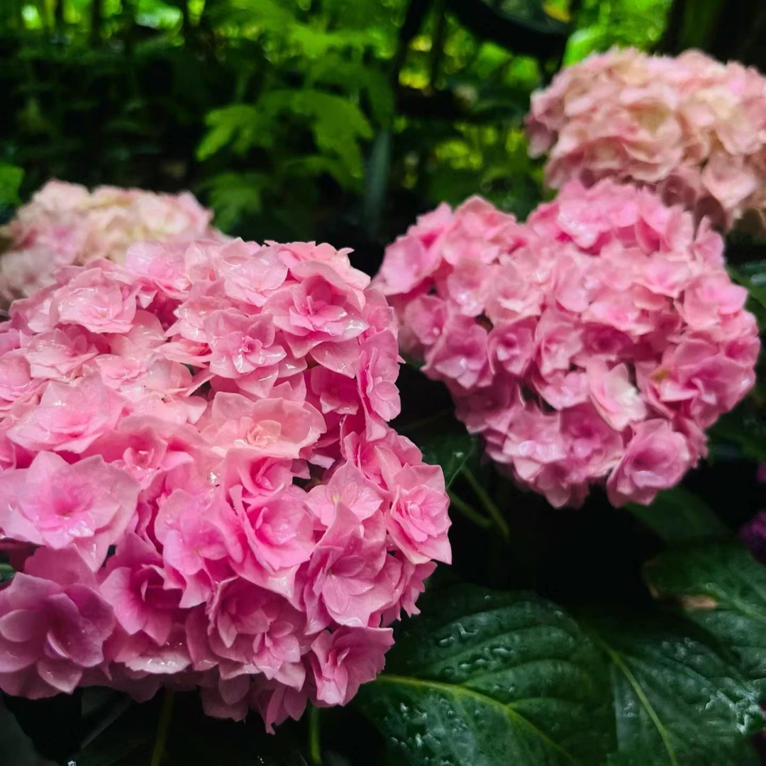 江悦花园翼绣球花基地直发