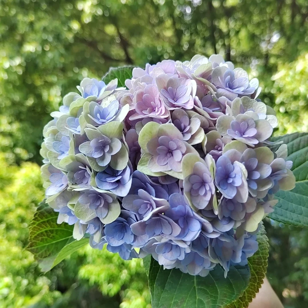 江悦花园佛罗伦蒂娜绣球花基地直发