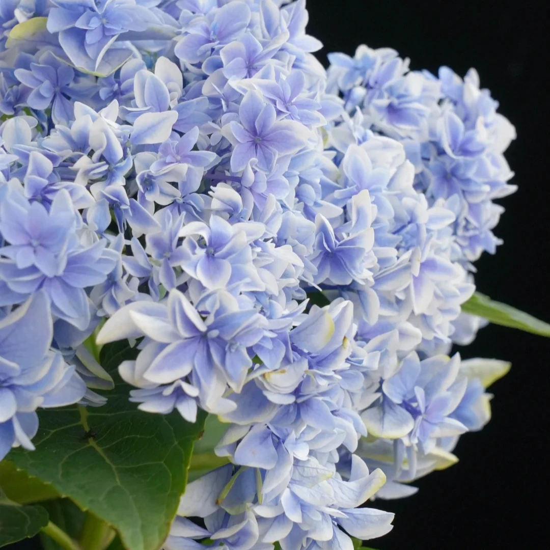 江悦花园天书绣球花基地直发