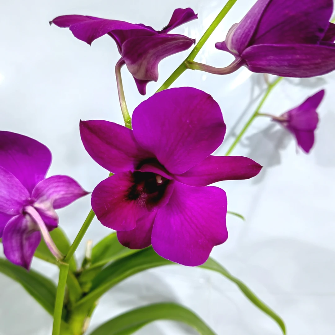 中华红｜石斛兰 花瓣大花花卉绿植盆栽