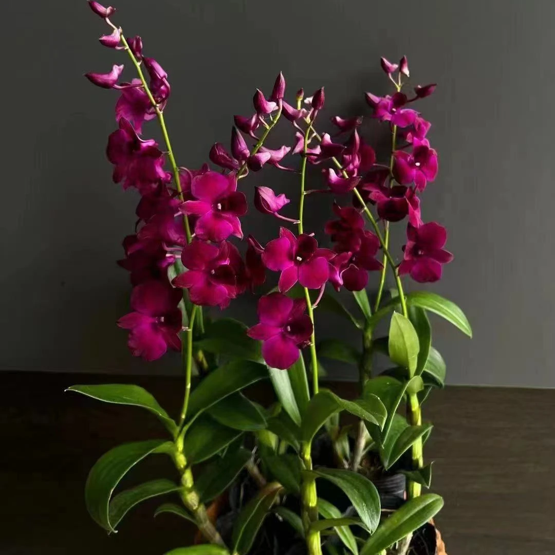 红猫｜石斛兰 花瓣暗红色 少有颜色绿植花卉盆栽