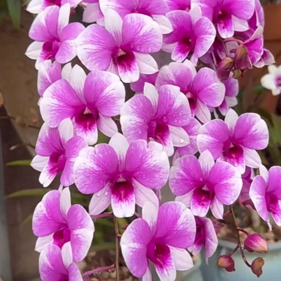 粉黛｜石斛兰 双色渐变 绿植花卉盆栽