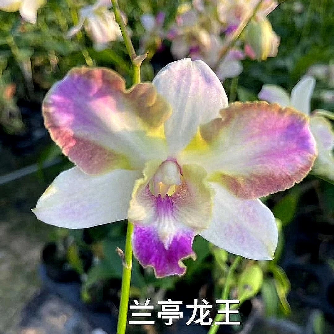 兰亭龙王｜石斛兰 大花瓣渐变少有花卉绿植石斛兰盆栽