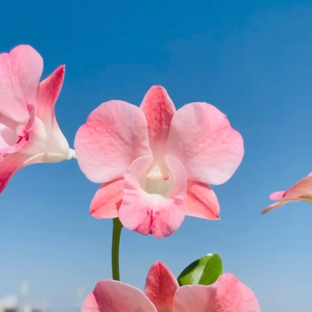 大蜜桃｜（无花剑·处理）石斛兰 花瓣粉红大花秋石斛花卉绿植盆栽