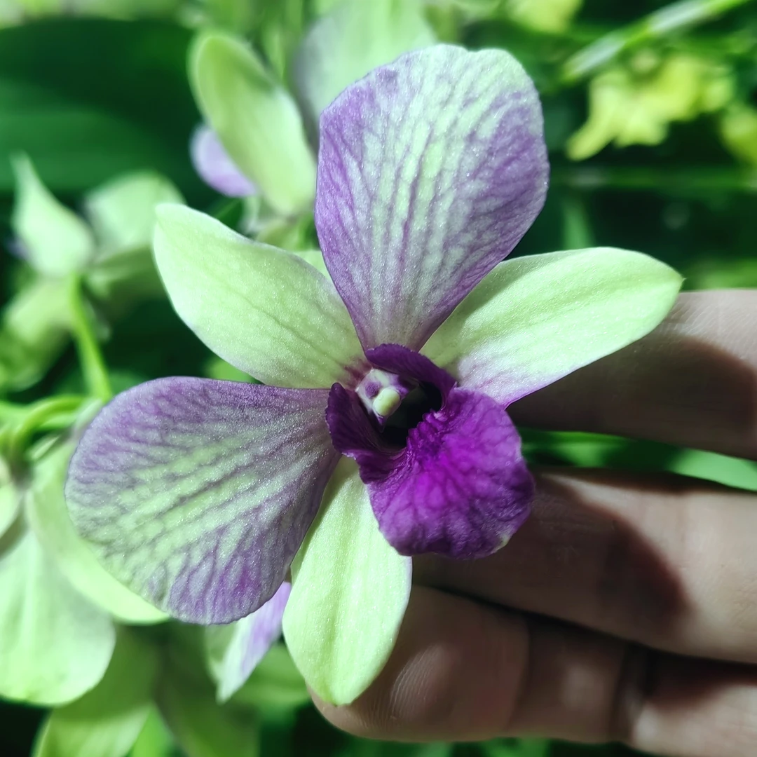 戴安娜｜石斛兰 花瓣绿紫色渐变少有花卉绿植石斛兰盆栽