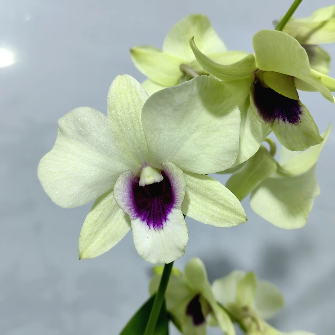 石斛兰出水芙蓉花瓣大花绿白渐变少有花卉绿植盆栽