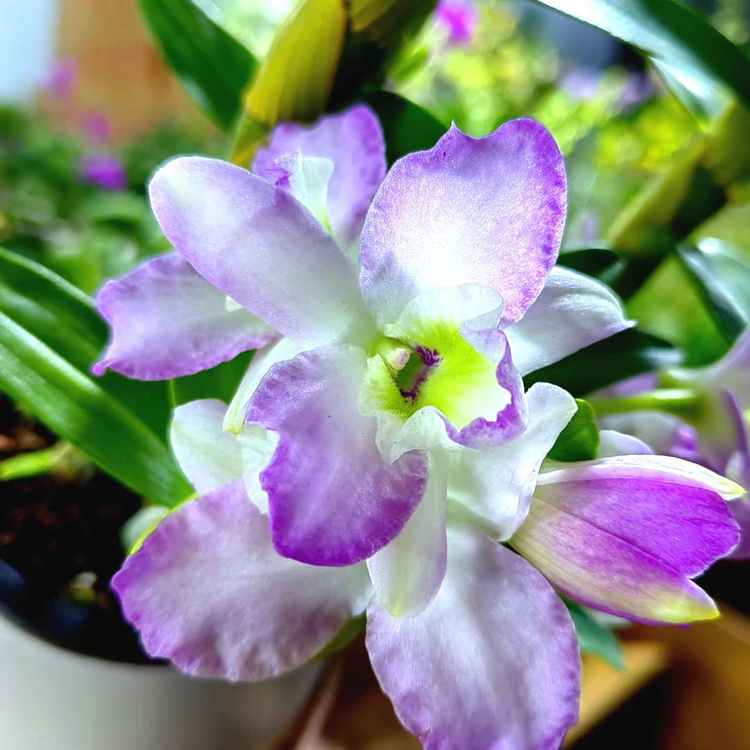 紫玫瑰｜春石斛  花瓣颜色紫粉渐变有香味少有花卉盆栽