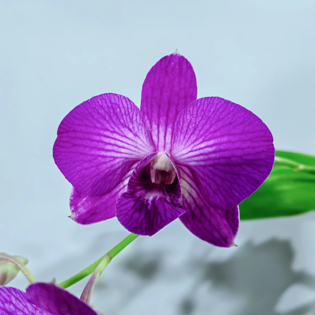 红天鹅（无花）｜石斛兰 花瓣大花条纹绿植盆栽