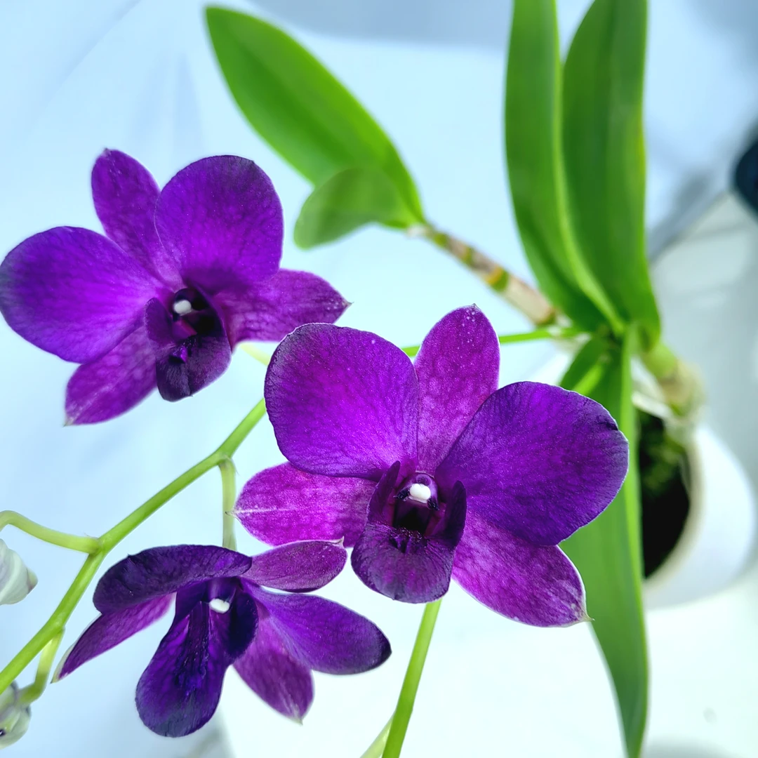 大紫眸｜石斛兰 花瓣紫色白边少有花卉盆栽