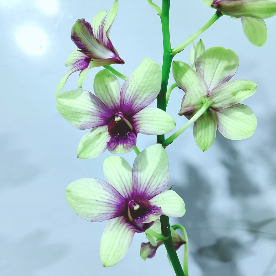 金碧｜石斛兰 花瓣金黄紫色渐变新品花卉绿植盆栽