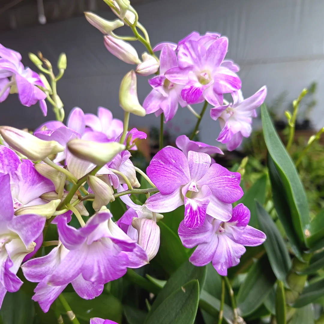 水晶｜石斛兰 室内阳台好养绿植花卉盆栽 好养新手推荐