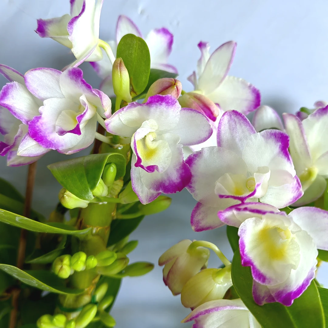 甜心｜春石斛（无花） 颜色渐变有香味花卉绿植石斛盆栽