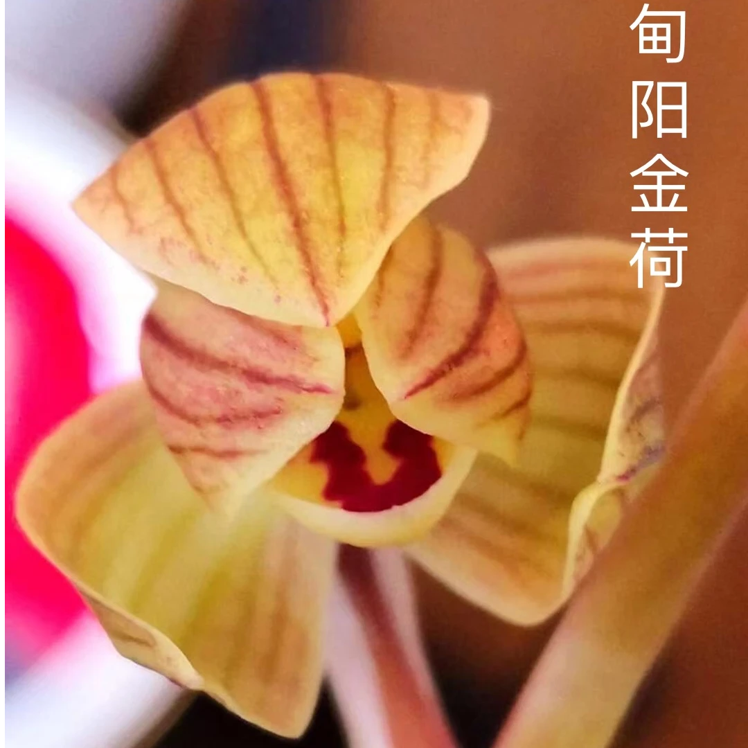 莲瓣兰一物一拍 直播间包对版